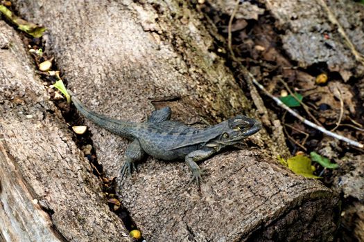 Iguana sitting on a trunk in Hacienda Baru, Costa Rica