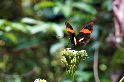 Postman butterfly Heliconius Melpomene Amaryllis in Costa Rica