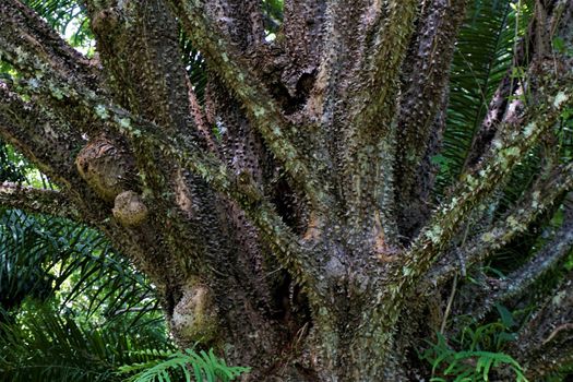Pachira quinata a spiny cedar pochote tree, Costa Rica