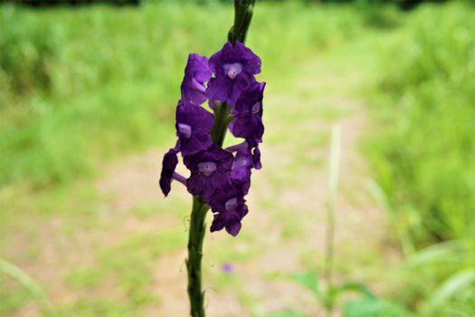 Stachytarpheta jamaicensis - blossoms of the purple potterweed, Costa Rica
