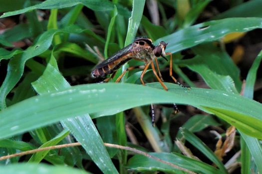 Asilidae family robber fly spotted in Costa Rica