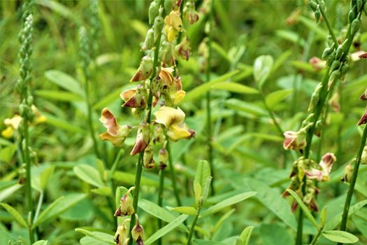 Crotalarieae tribe plant with yellow and brown blossoms Costa Rica