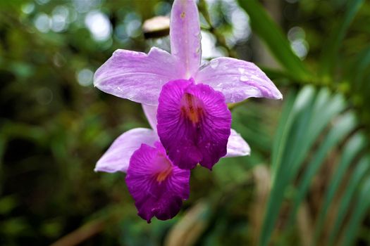 Arundina graminifolia spotted near Perez Zeledon, Costa Rica