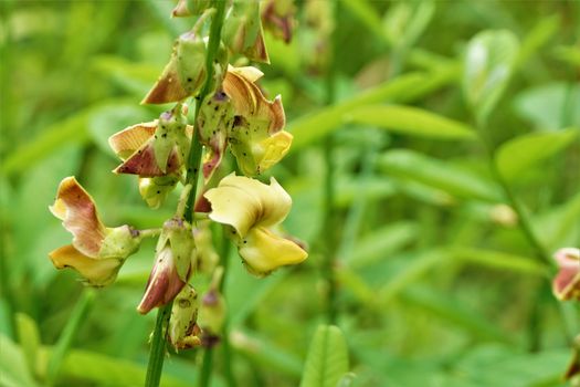 Crotalarieae tribe plant with yellow and red blossoms, Costa Rica