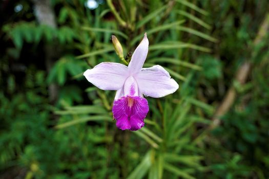 Arundina graminifolia spotted near San Isidro de El General, Costa Rica