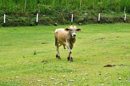 Cow on a meadow near Perez Zeledon, Costa Rica