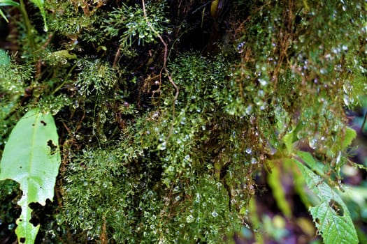 Raindrops and moss in Las Quebradas Biological Center, San Isidro