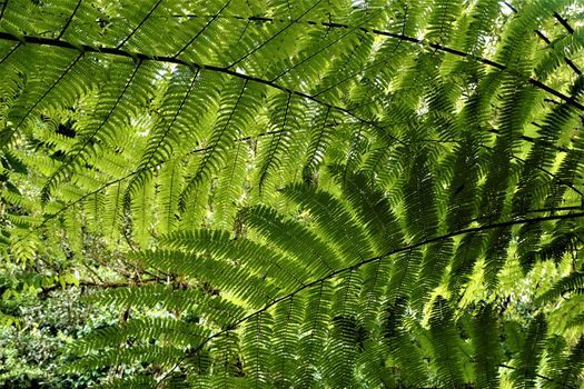 Wall of fern leaves spotted in Las Quebradas Biological Center, Costa Rica