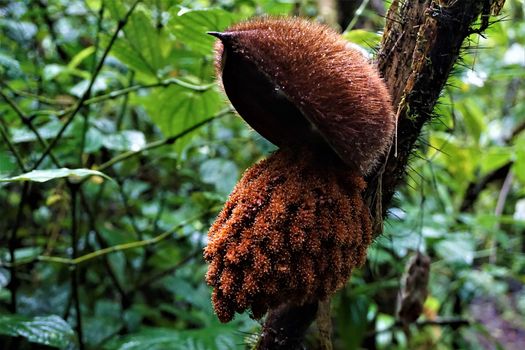 Unidentified spiny plant with thorny cap spotted in Costa Rica