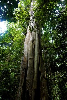 Beautiful tree with lianas in Las Quebradas, Costa Rica