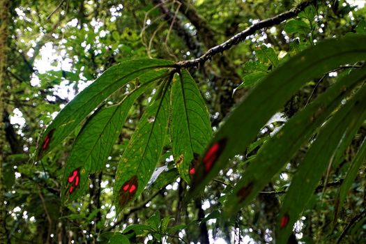 Leaves of Columnea consanguinea spotted in Las Quebradas, Costa Rica