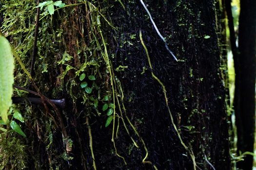 Close-up of moss and roots in Costa Rican rainforest