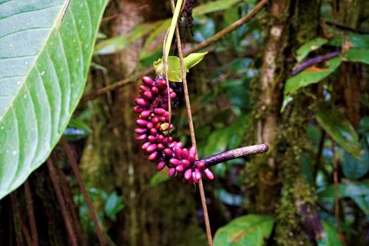Fruits of an Araceae plant in the jungle of Costa Rica