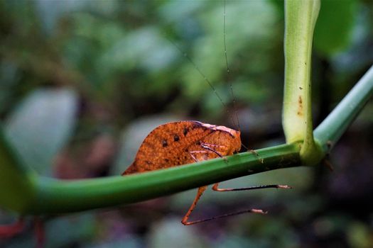 Katydid mimicking a leaf in Las Quebradas, Costa Rica