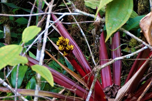 Red and yellow Bromelia blossom spotted in Las Quebradas, Costa Rica