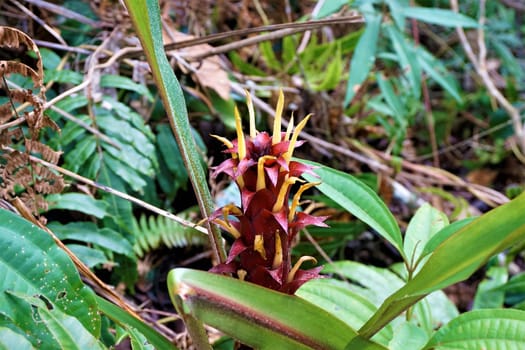 Red and yellow spiny blossom spotted in Las Quebradas, Costa Rica