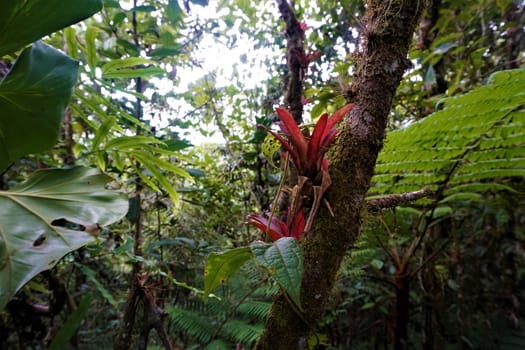 Bromelia plant growing on mossy tree in Las Quebradas, Biological Center