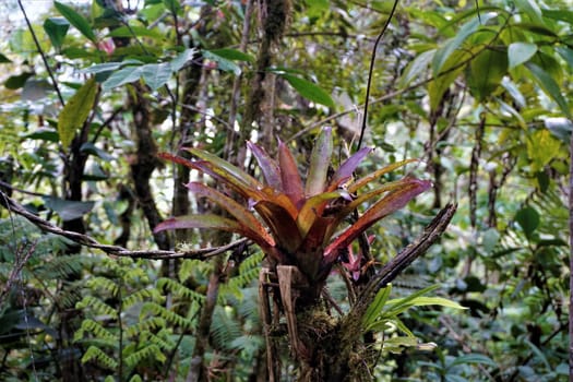 Bromelia growing on tree in Las Quebradas, Costa Rica