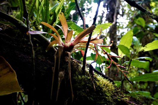 Bromelia nearly blooming on trunk in Las Quebradas, Costa Rica