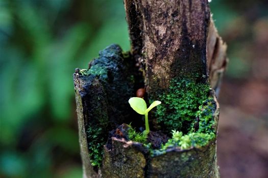 Seedling growing on trunk in Las Quebradas, Costa Rica