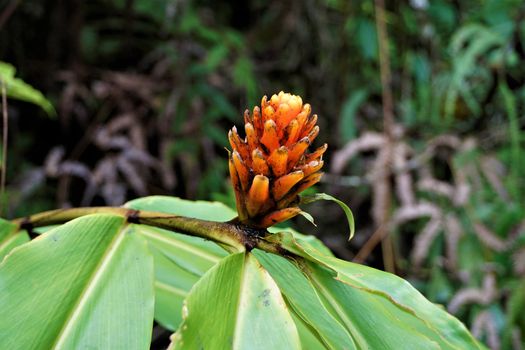 Guzman Conifer Bromeliad spotted in Las Quebradas, Costa Rica