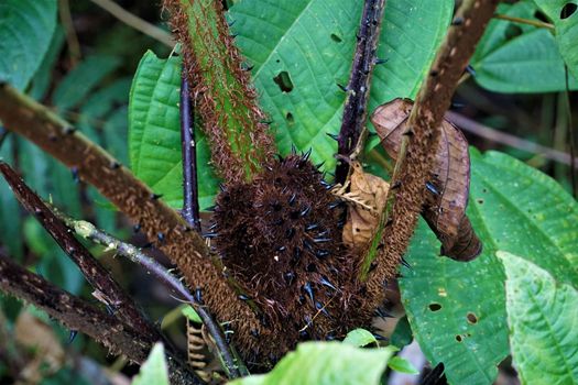 Cyatheales with black spines growing in Las Quebradas, Costa Rica