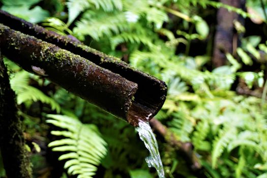 Mossy bamboo pipe spotted in Las Quebradas, Costa Rica