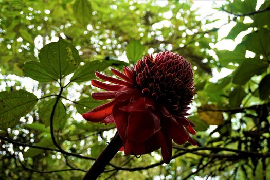 Red torch ginger spotted in Las Quebradas, Costa Rica
