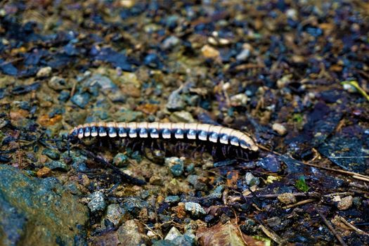 Black and yellow centipede spotted in Las Quebradas, Costa Rica