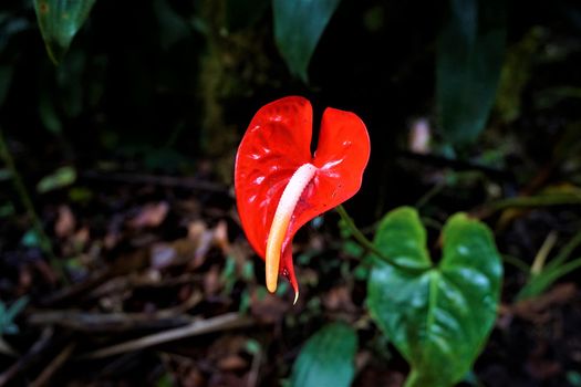 Anthurium blossom spotted in the Secret Gardens, San Gerardo