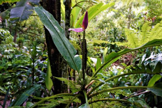 Banana flower and fruits spotten in the Secret Gardens, San Gerardo