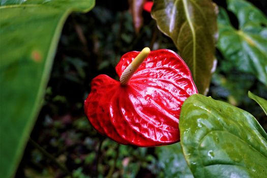 Flamingo flower blossom spotted in the Secret Gardens, San Gerardo