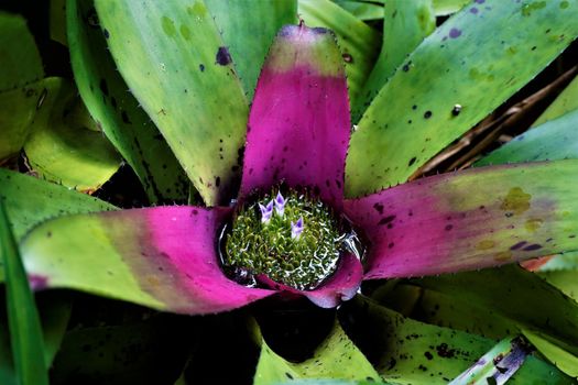 Pink and green Bromelidad spotten in the Secret Gardens, San Gerardo