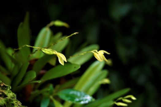 Unidentified yellow orchid blossoms spotten in the Secret Gardens, San Gerardo