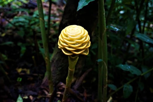 Yellow blossom of behive ginger spotted in the Secret Gardens, San Gerardo