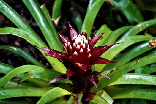 Red and white Bromelia blossom spotted in the Secret Gardens, San Gerardo