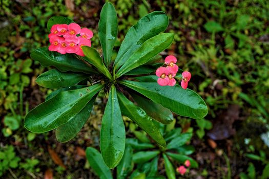 Psychotria poeppigiana plant in the Secret Gardens, San Gerardo