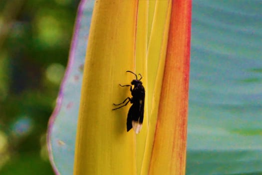 Black wasp with white wings spotted in the Secret Gardens, Costa Rica