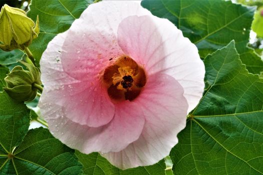 Beautiful pink Hibiscus blossom spotted in the Secret Gardens, Costa Rica