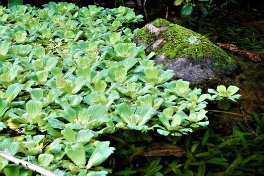 Water lettuce spotted on a lake in the Secret Gardens, San Gerardo