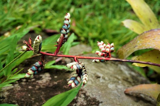 Aechmea blossom spotted in the Secret Gardens, Costa Rica