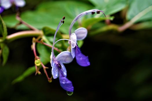 BLossoms of butterfly bush spotted in the Secret Gardens, Costa Rica