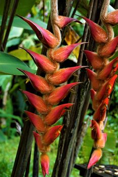 Blossom of hairy Heliconia blossom spotted in Costa Rica
