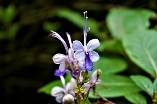 Clerodendrum ugandense spotted in the Secret Gardens, Costa Rica