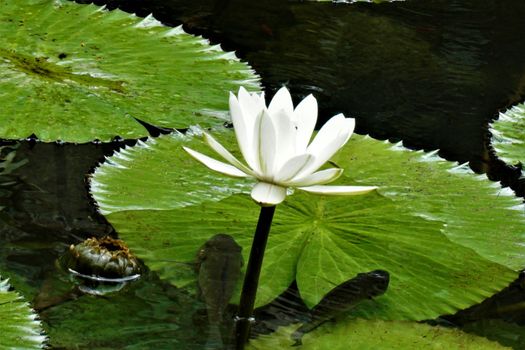 White water lily spotted in fish lake in the Secret Gardens, Costa Rica