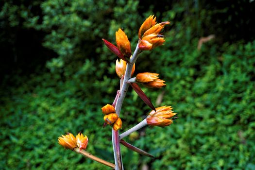 Beautiful Heliconia blossom spotted in the Secret Gardens, Costa Rica