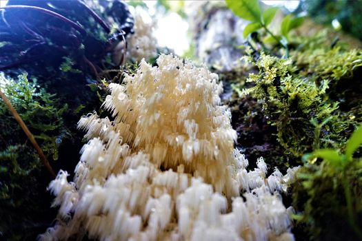 Beautiful white sponge fungus spotted in cloud forest, Costa Rica