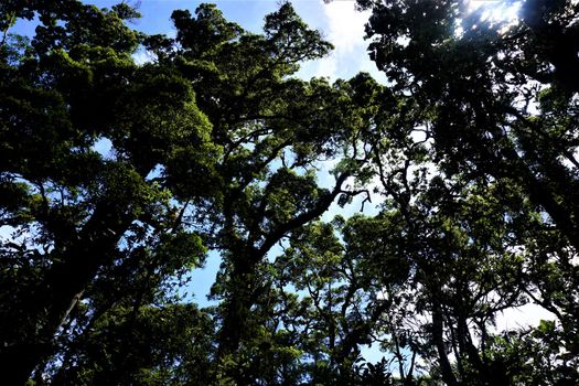 Trees and sky in the Los Quetzales National Park on a sunny day