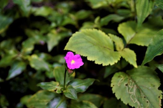 Beautiful pink blossom spotted in Los Quetzales National Park, Costa Rica