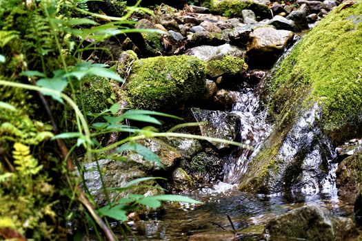 Tranquil stream in the Los Quetzales National Park, Costa Rica